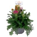 Afbeelding van VP Achillea P19 Milly Rock Rose